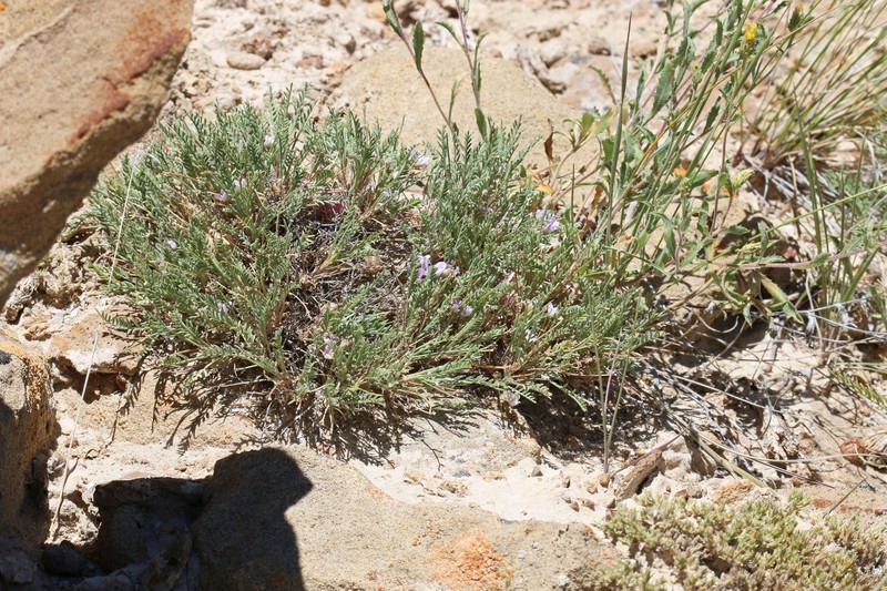 Starveling Milkvetch