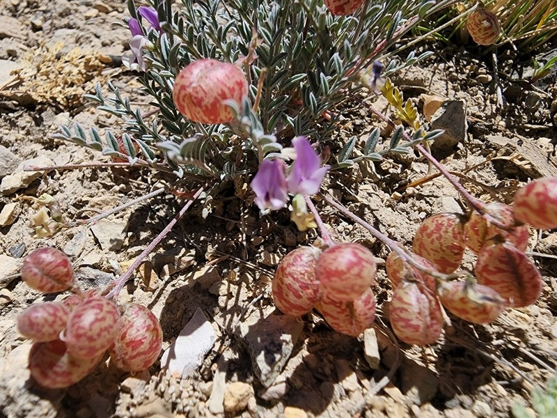 Starveling Milkvetch