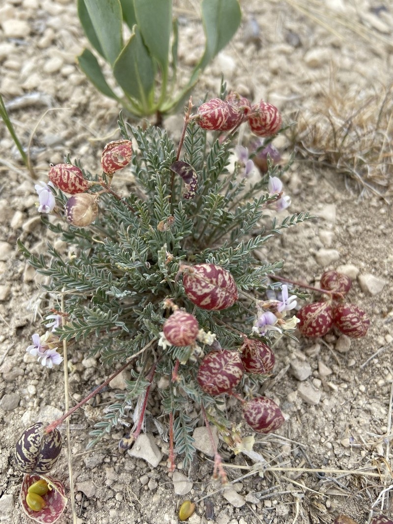 Starveling Milkvetch photo 2