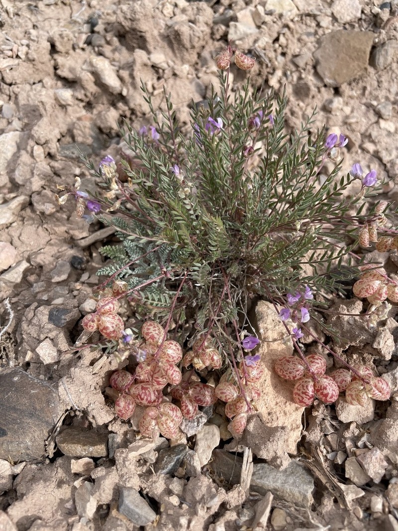 Starveling Milkvetch photo 3