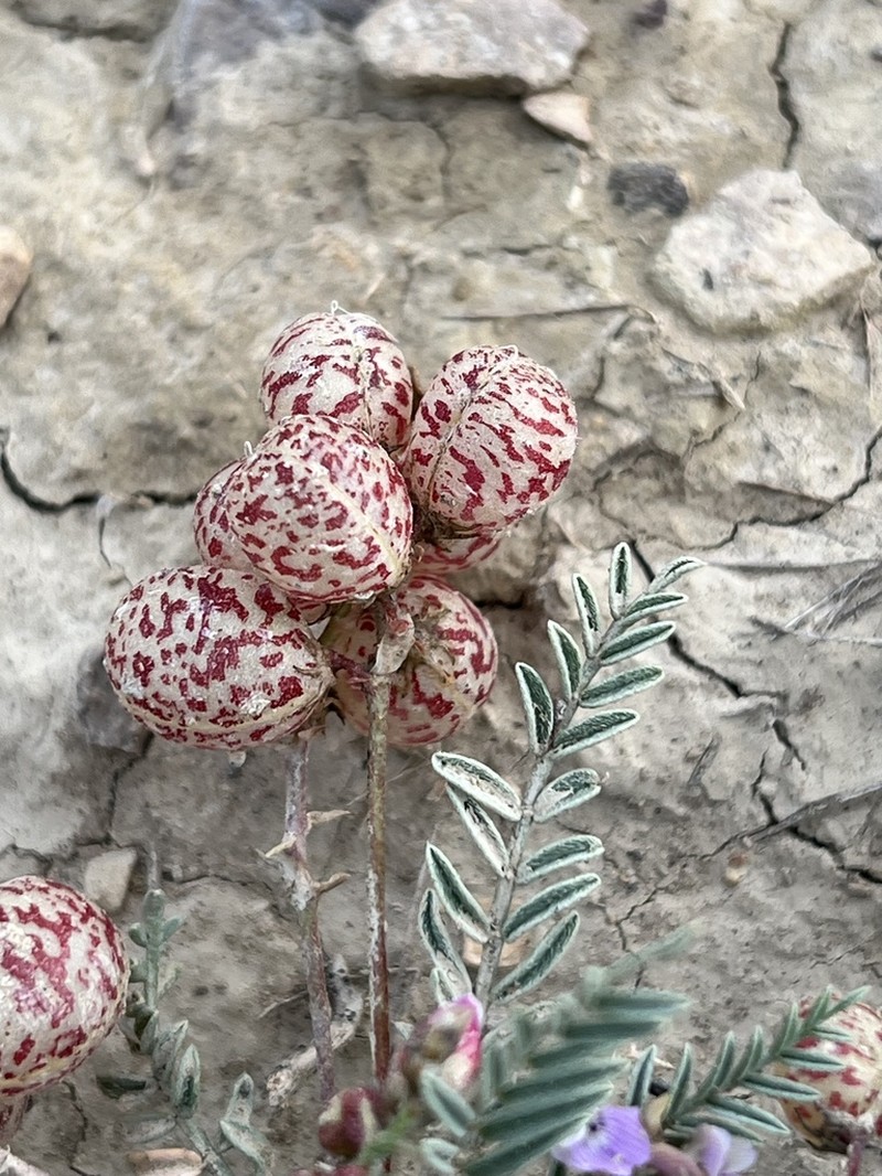 Starveling Milkvetch photo 4