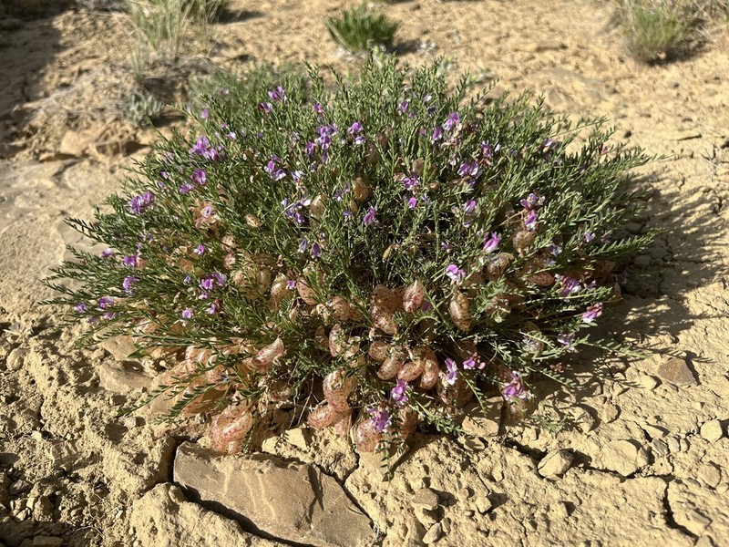 Starveling Milkvetch photo 5