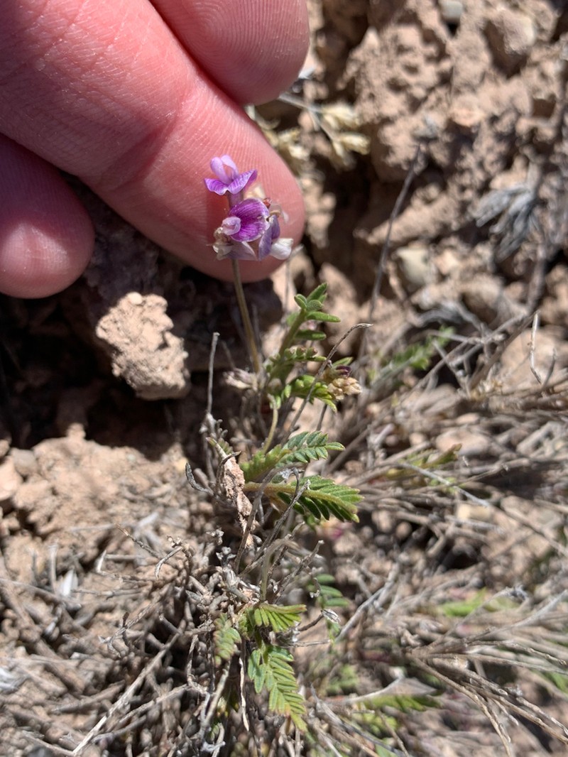 Starveling Milkvetch photo 6