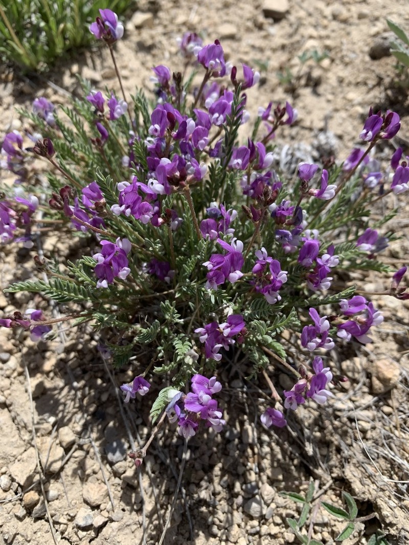 Starveling Milkvetch photo 8