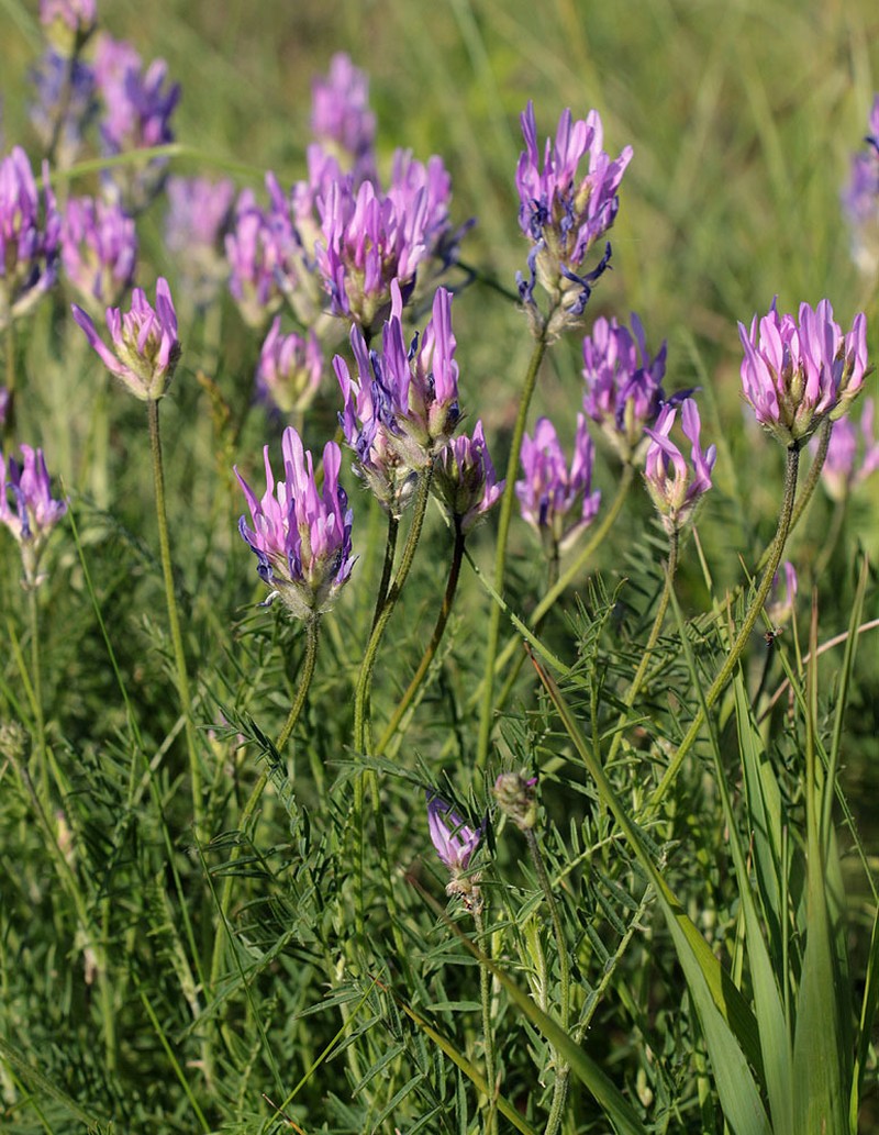 Astragalus jelenevskyi photo 2