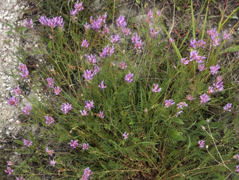 Astragalus jelenevskyi photo 3