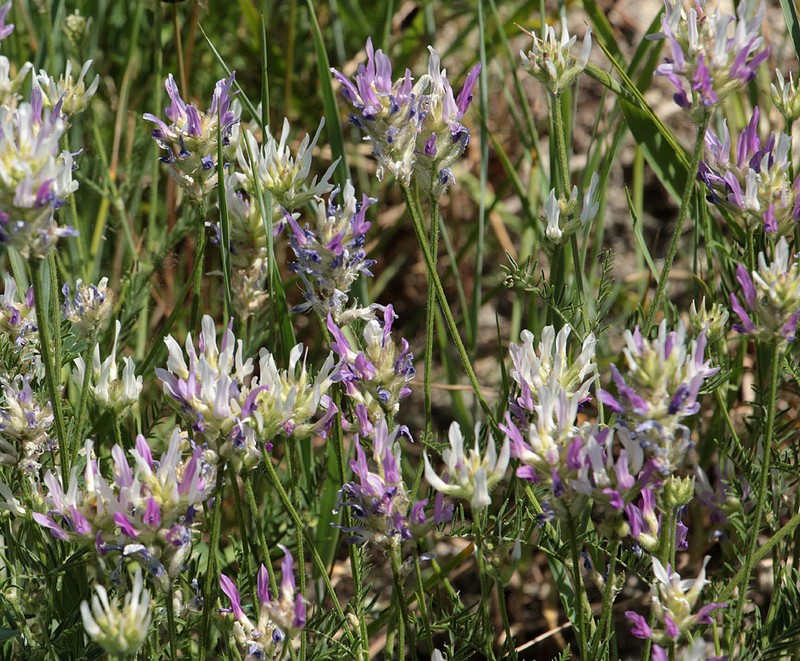 Astragalus jelenevskyi photo 4
