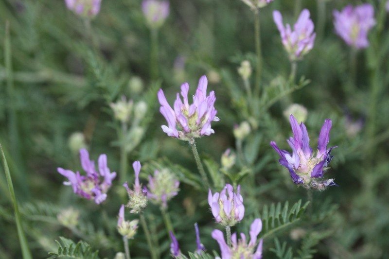 Astragalus jelenevskyi photo 5