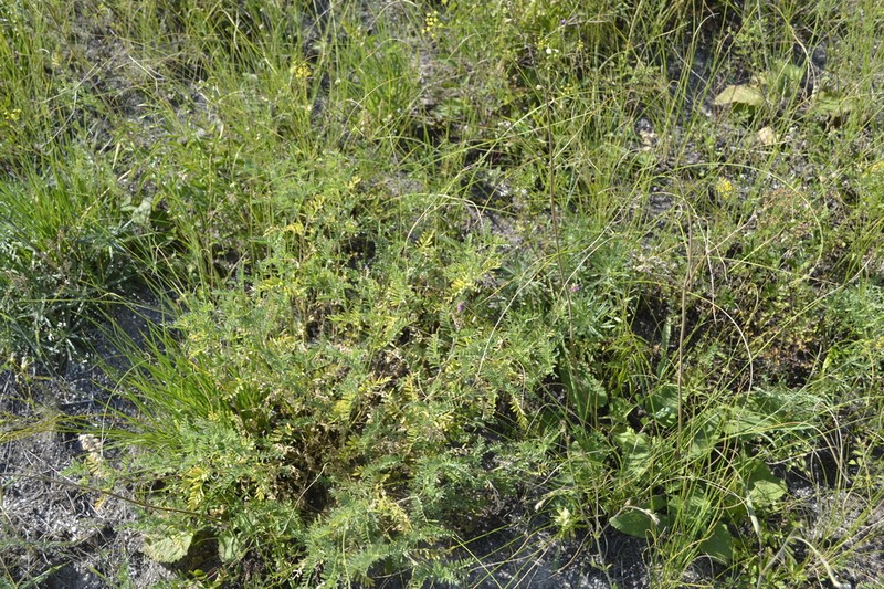 Astragalus jelenevskyi photo 6