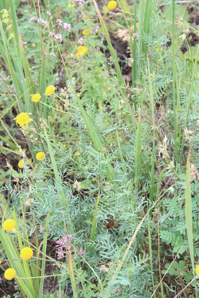 Astragalus jelenevskyi photo 7