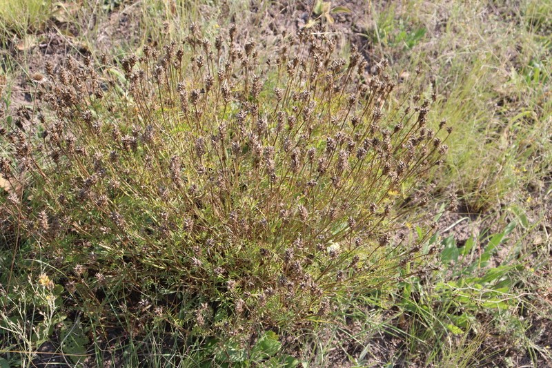 Astragalus jelenevskyi photo 8
