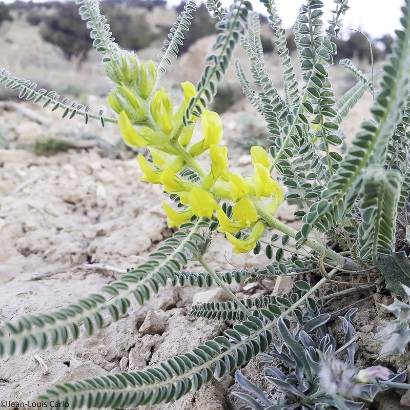 Astragalus jesdianus