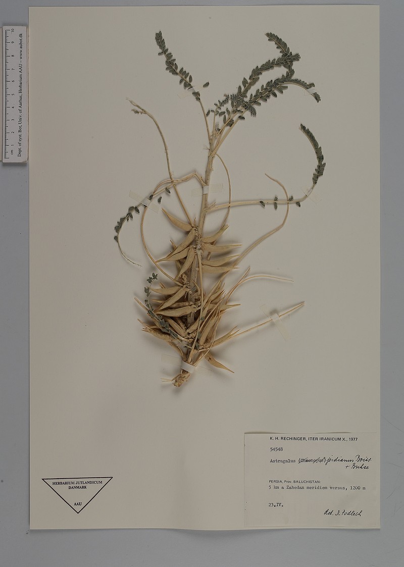 Astragalus jesdianus photo 3