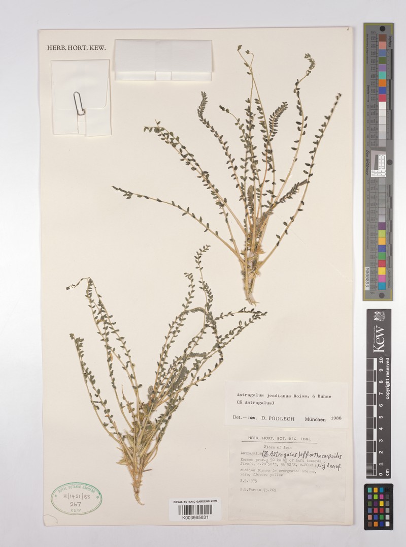 Astragalus jesdianus photo 4
