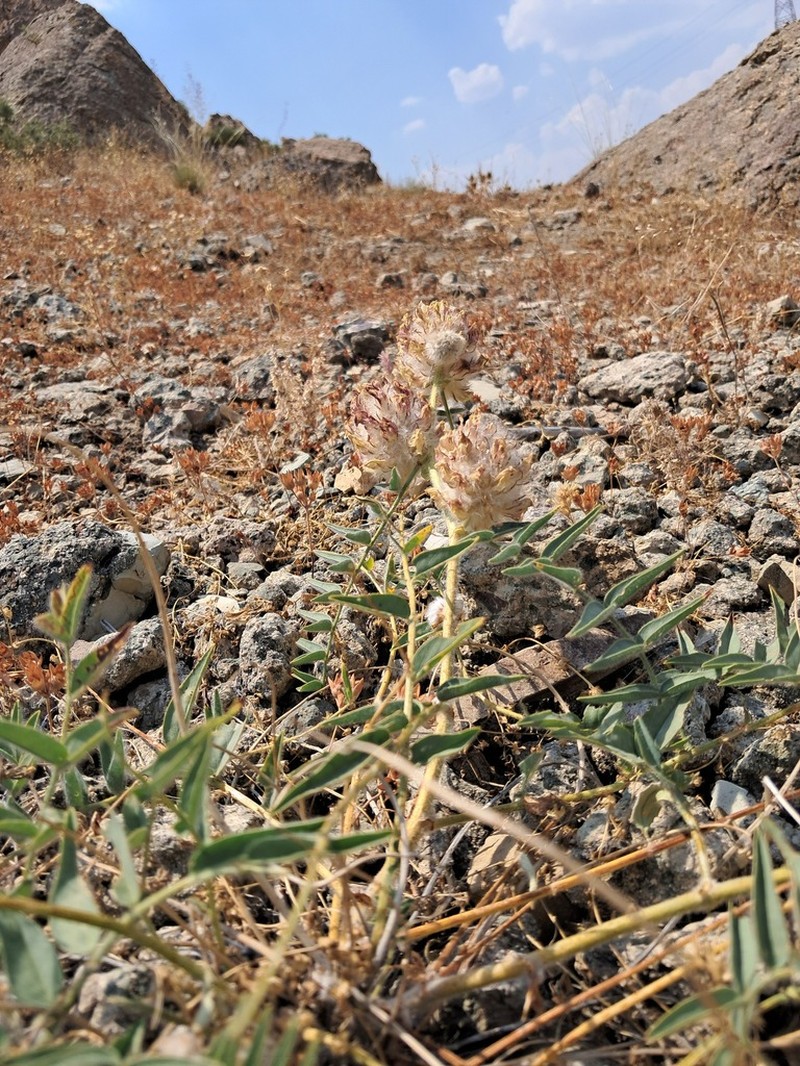 Astragalus jessenii