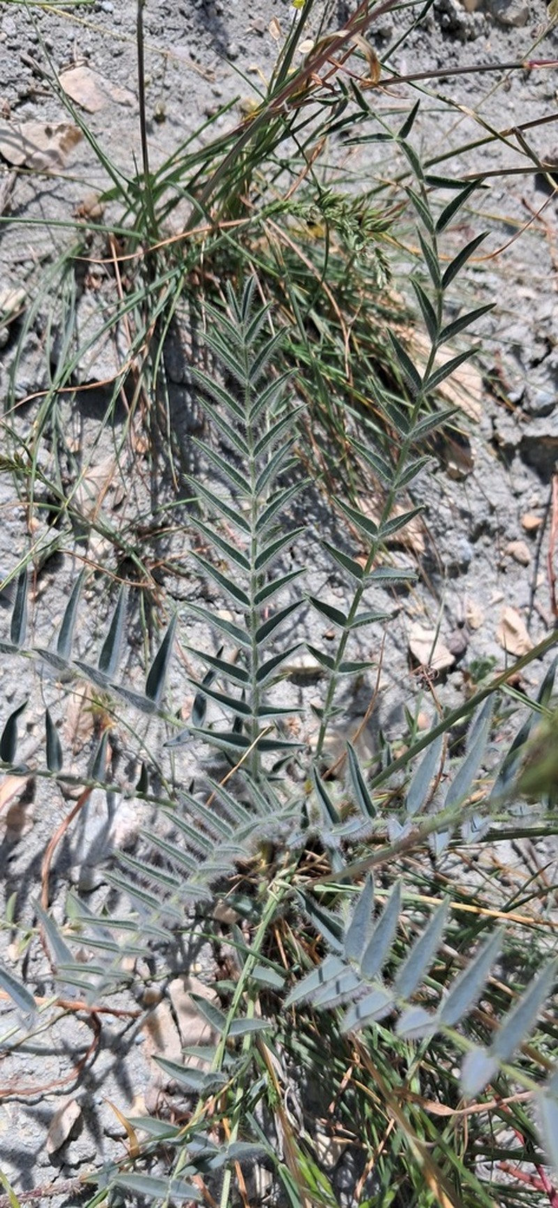 Astragalus jessenii photo 2