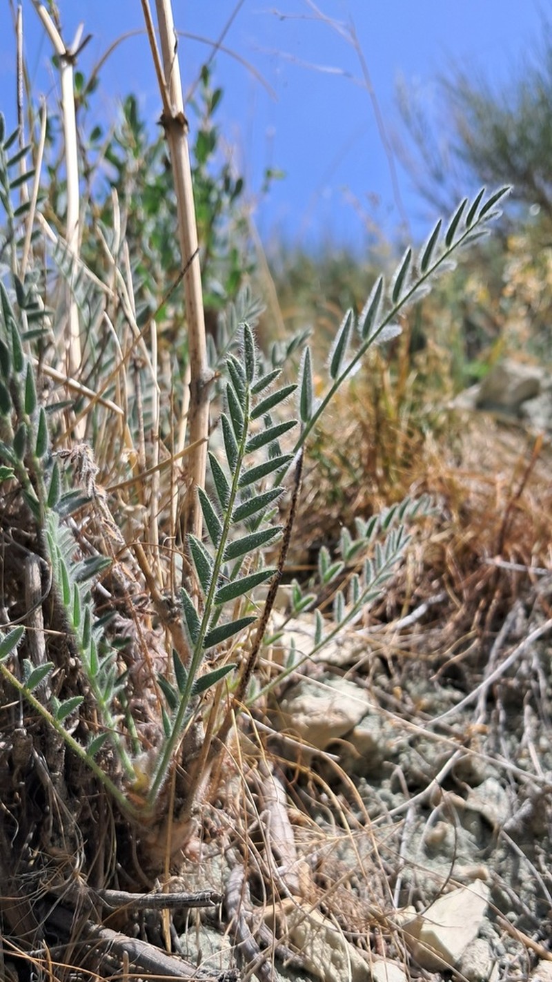 Astragalus jessenii photo 3