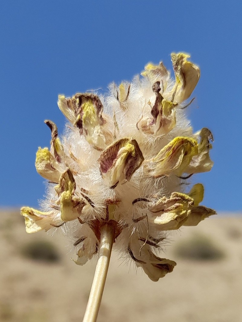 Astragalus jessenii photo 4