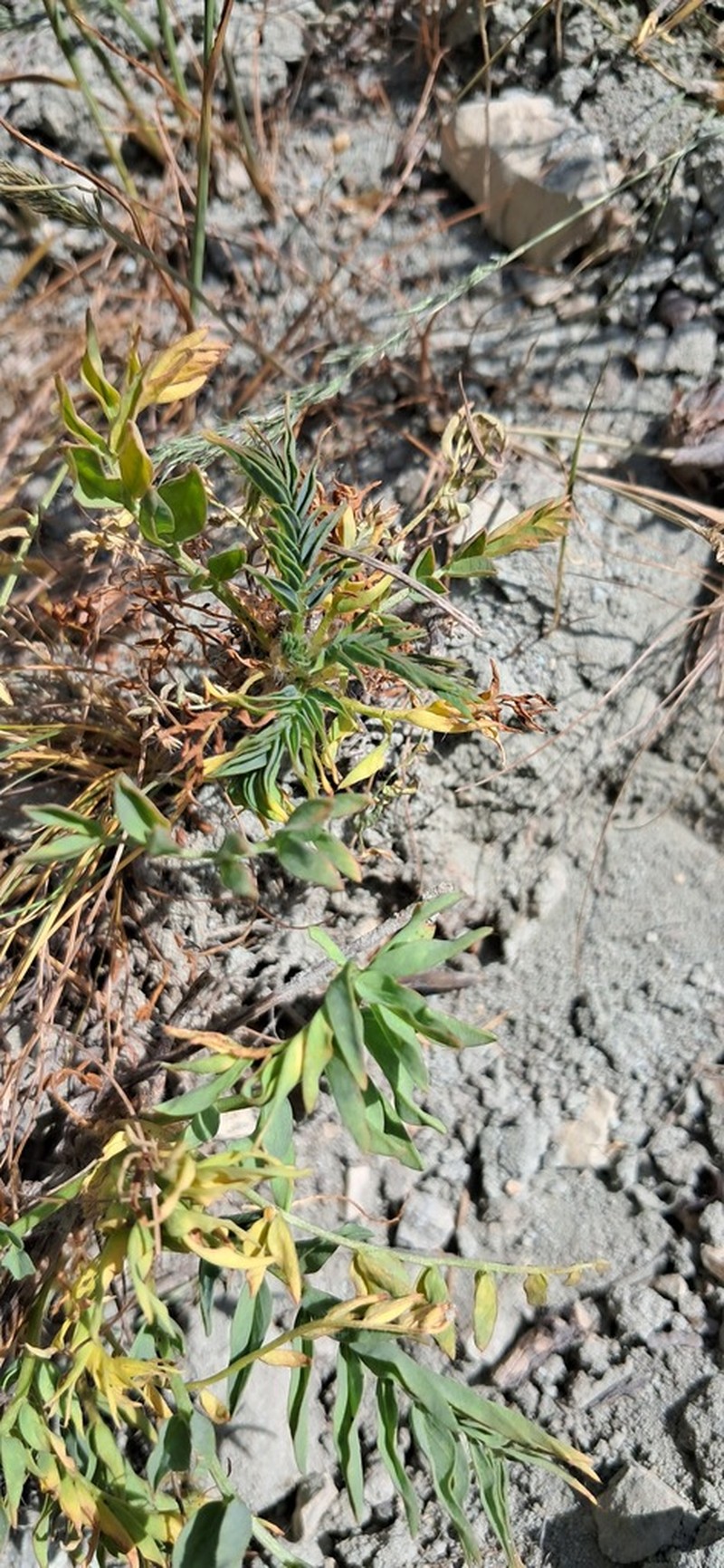 Astragalus jessenii photo 5