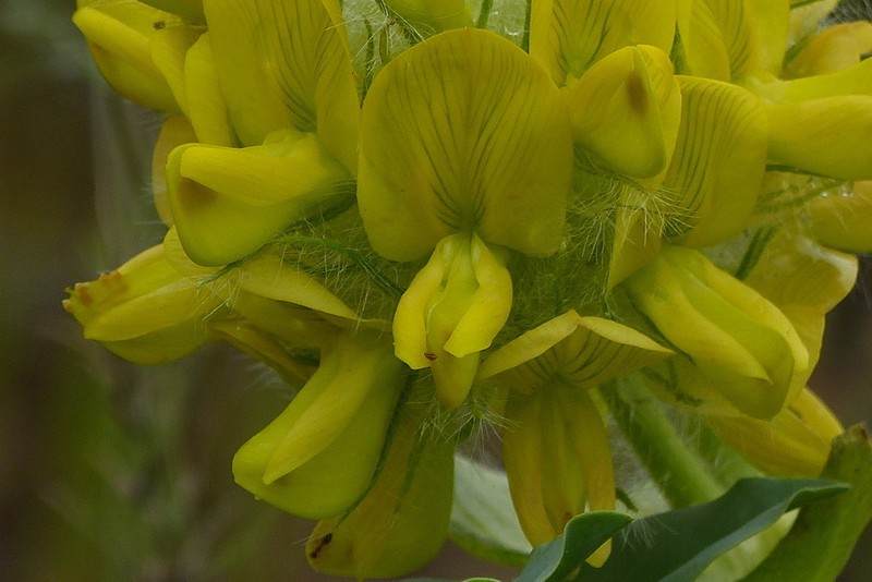 Astragalus jessenii photo 6