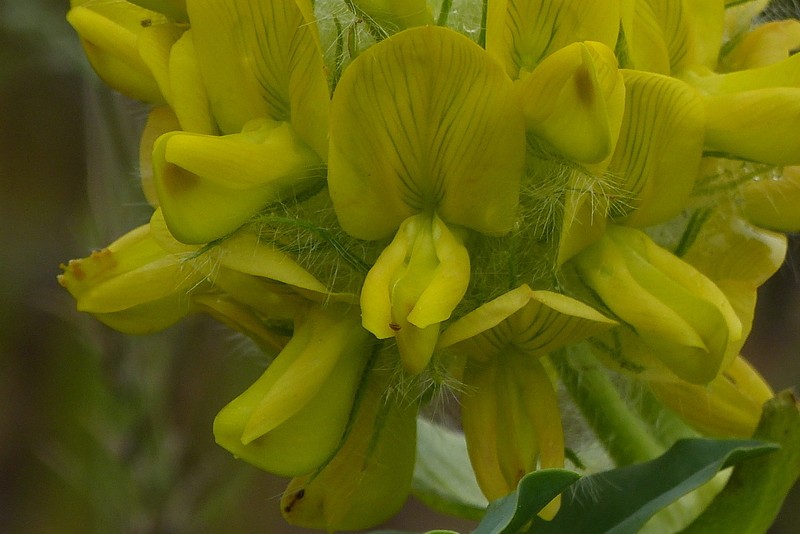 Astragalus jessenii photo 7