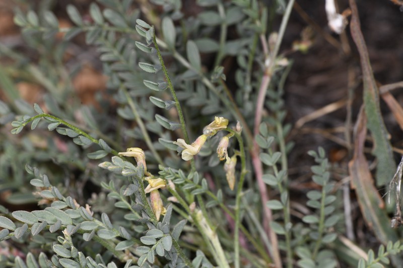 Long Valley Milkvetch photo 3