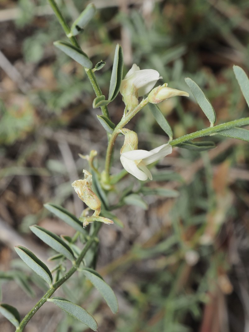 Long Valley Milkvetch photo 4