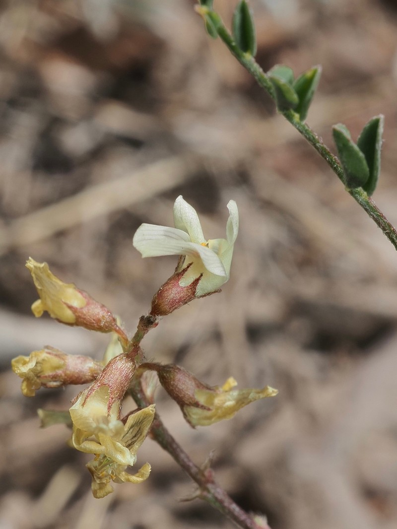 Long Valley Milkvetch photo 5