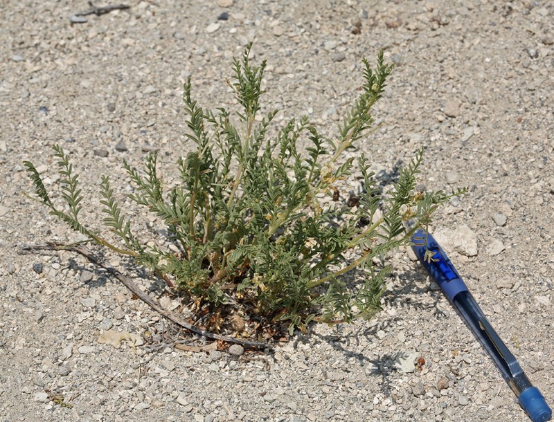 Long Valley Milkvetch photo 6