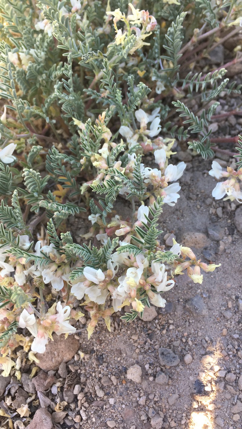 Long Valley Milkvetch photo 7