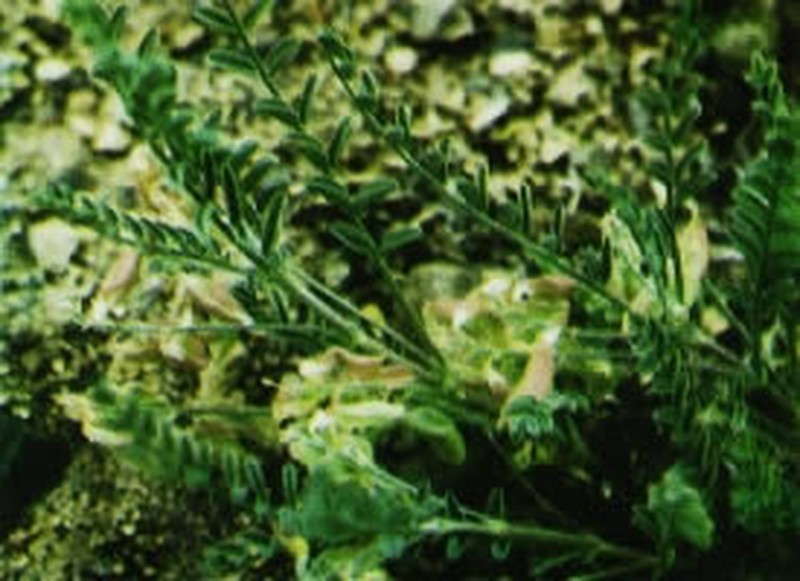 Astragalus johannis
