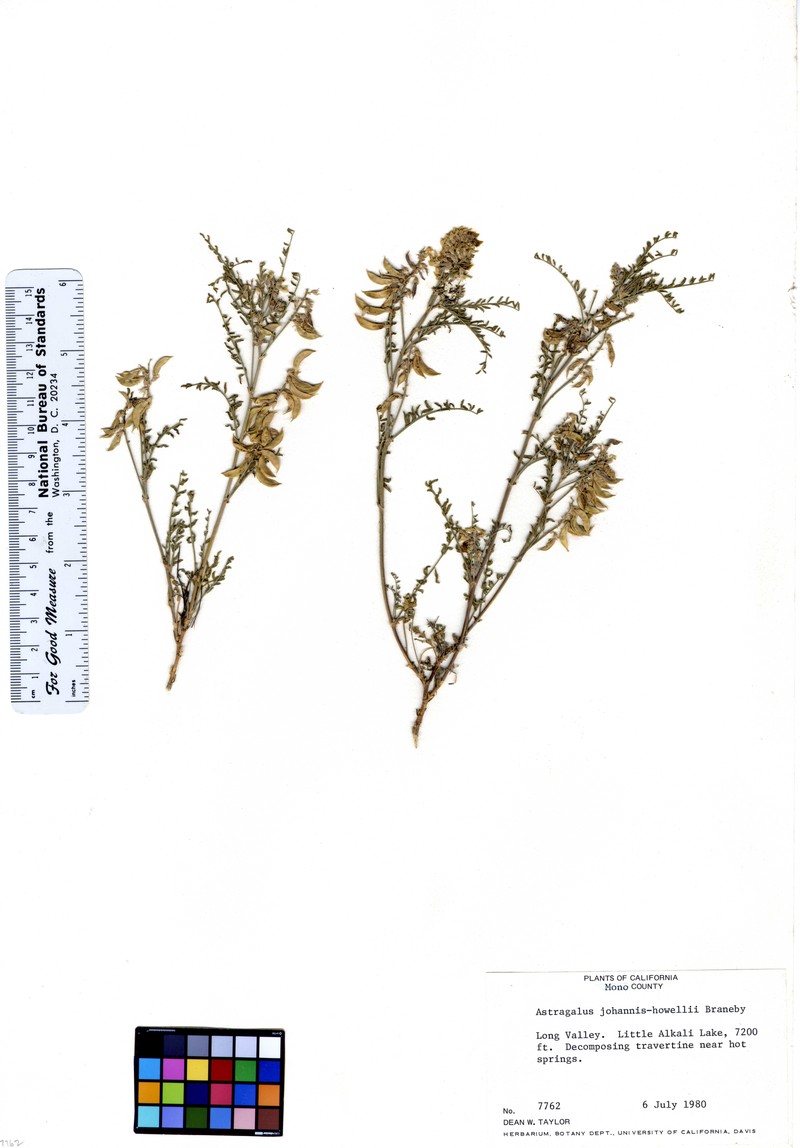 Astragalus johannis photo 2
