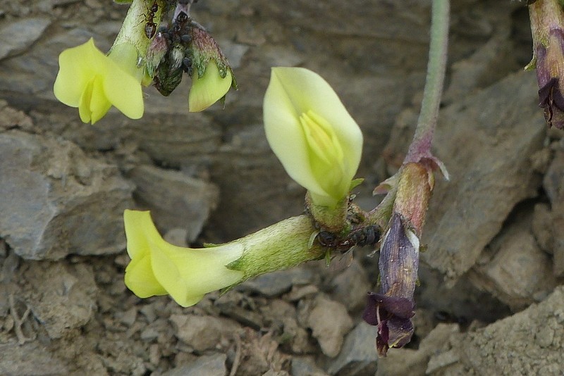 Astragalus jolderensis