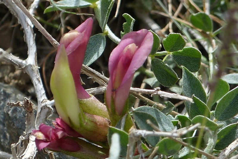 Astragalus jolderensis photo 2