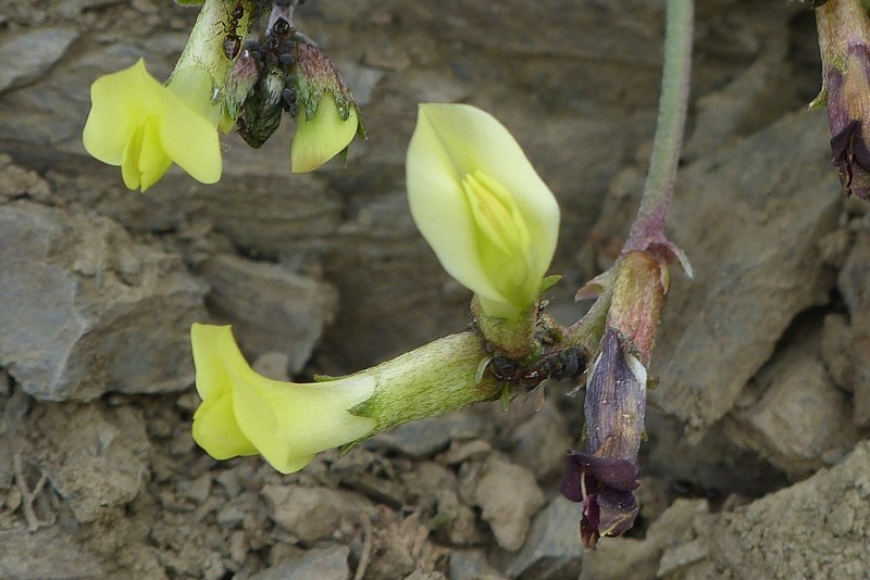 Astragalus jolderensis photo 3