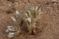 Astragalus junatovii