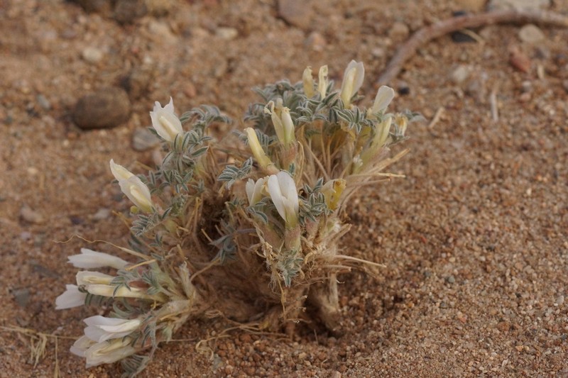 Astragalus junatovii