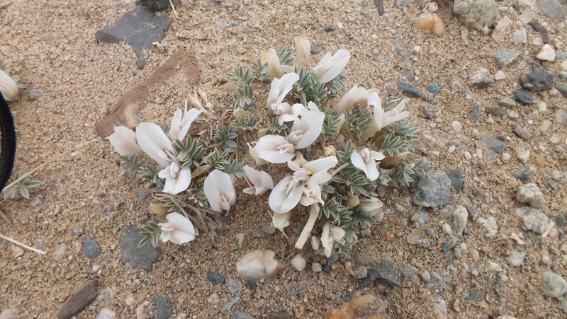 Astragalus junatovii photo 2