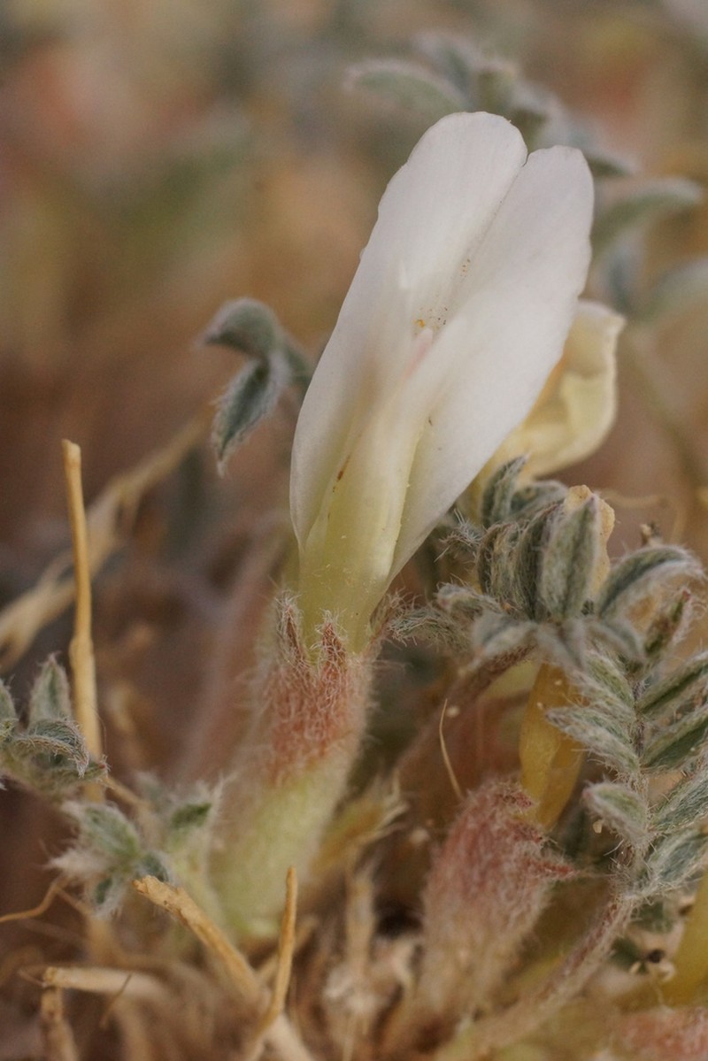 Astragalus junatovii photo 3