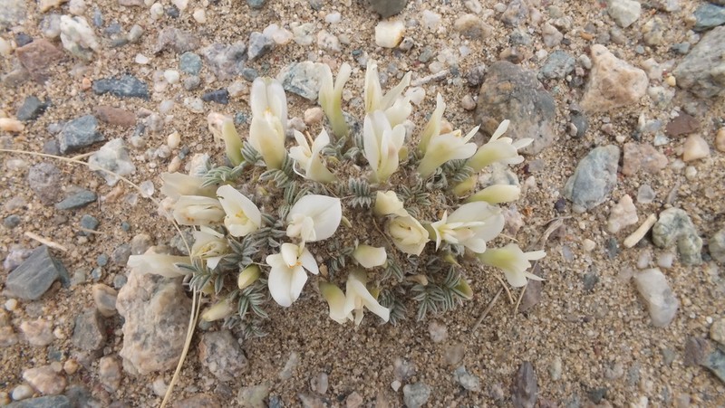 Astragalus junatovii photo 4