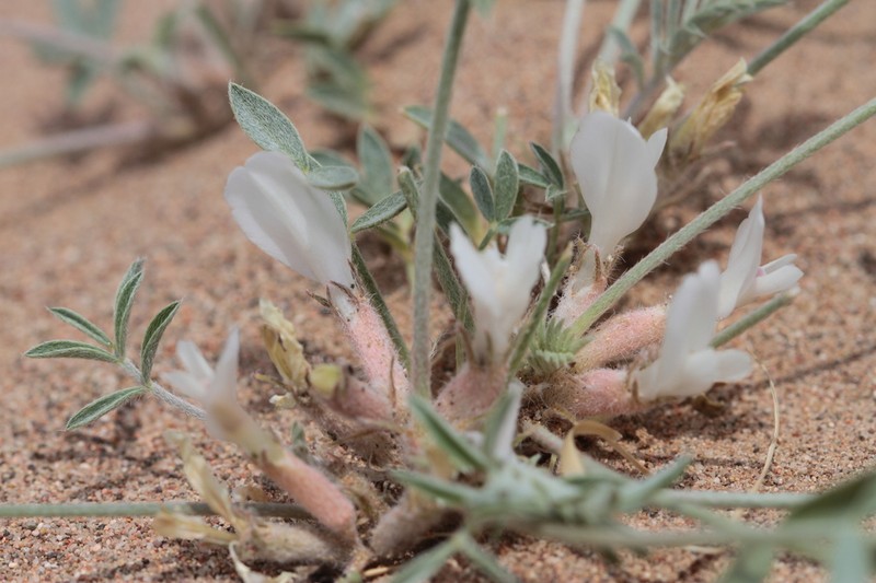 Astragalus junatovii photo 5