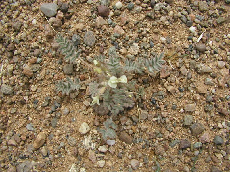 Astragalus junatovii photo 6