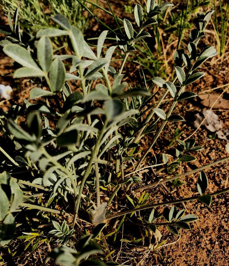 Astragalus junatovii photo 7