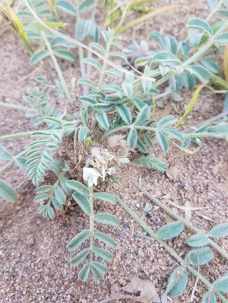 Astragalus junatovii photo 8
