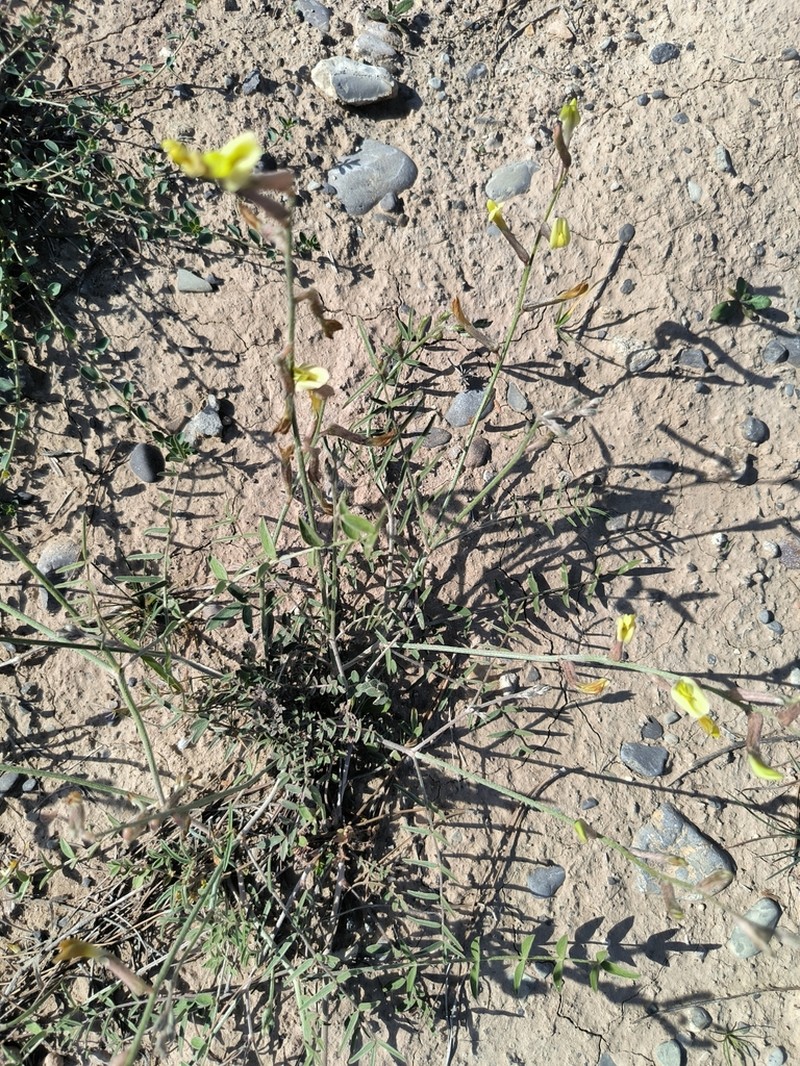 Astragalus juratzkanus