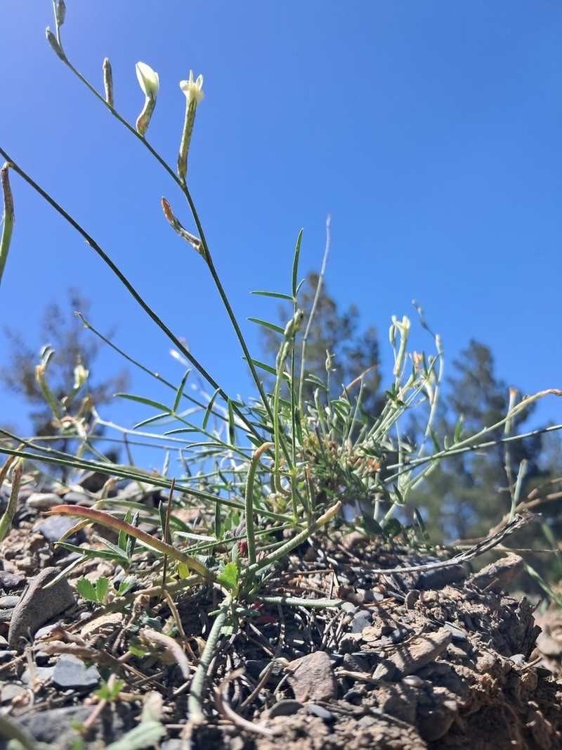 Astragalus juratzkanus photo 2