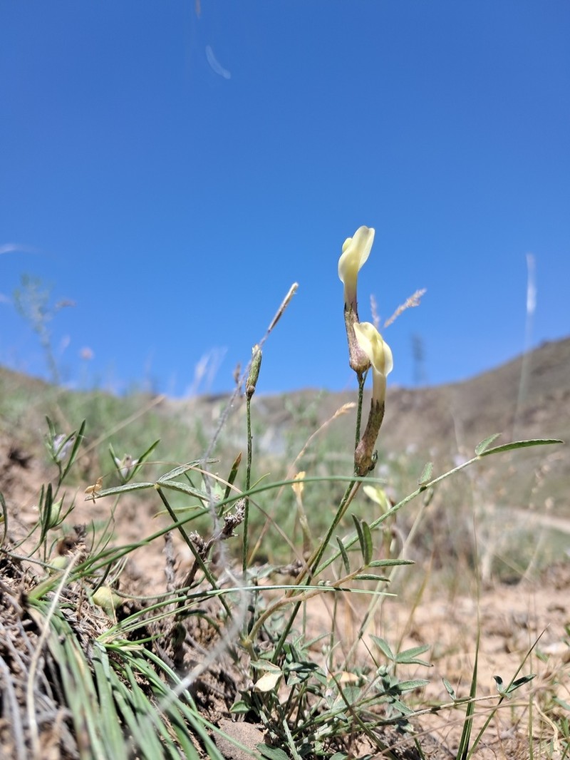 Astragalus juratzkanus photo 3
