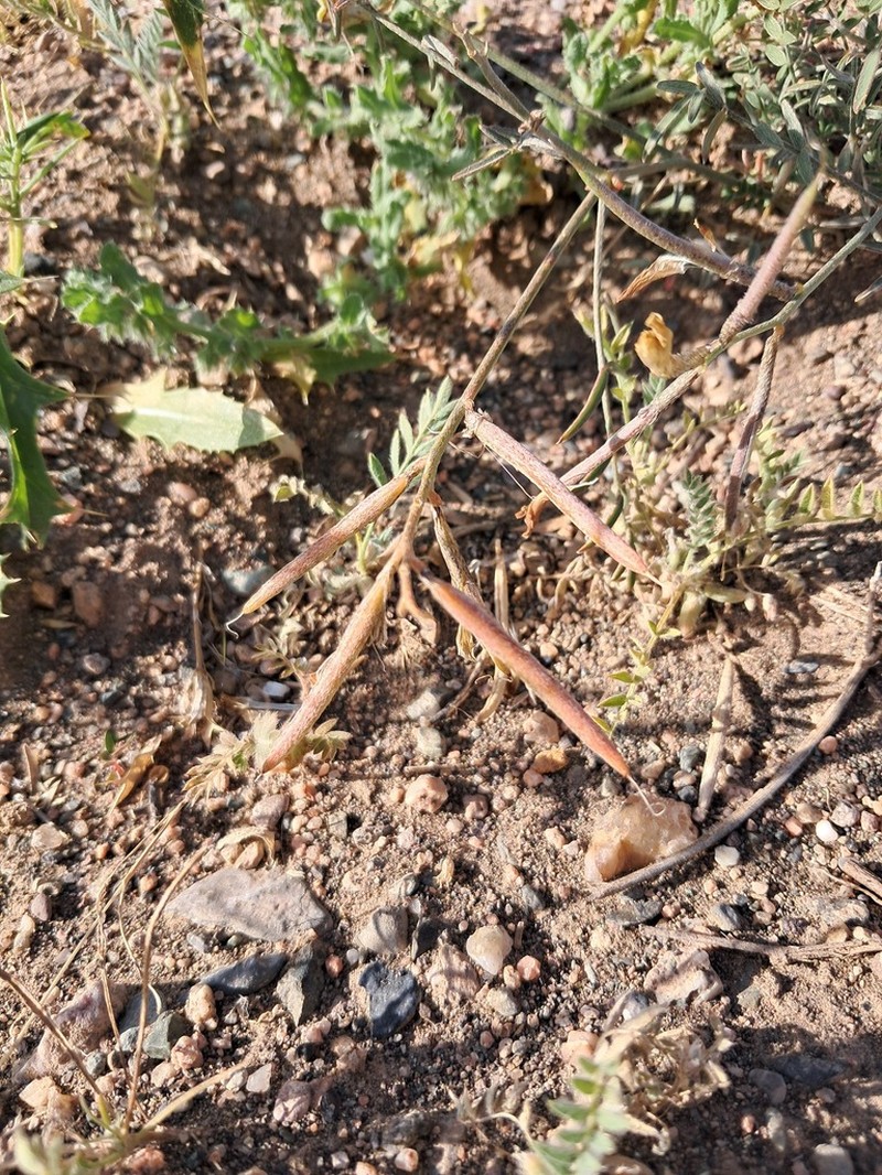 Astragalus juratzkanus photo 4