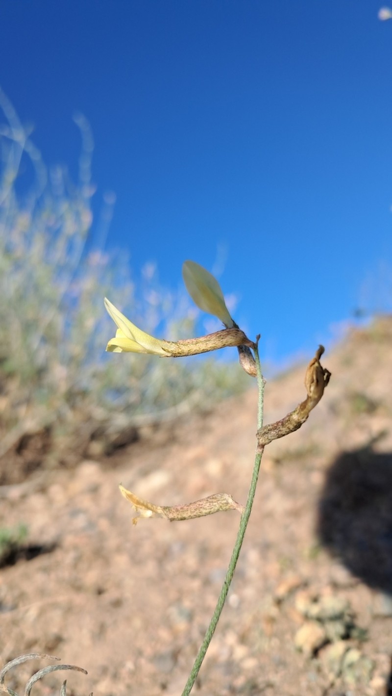 Astragalus juratzkanus photo 5
