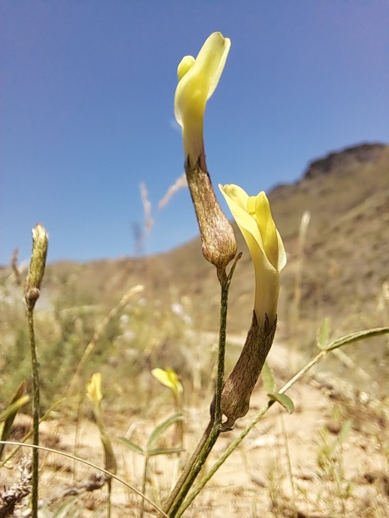 Astragalus juratzkanus photo 7